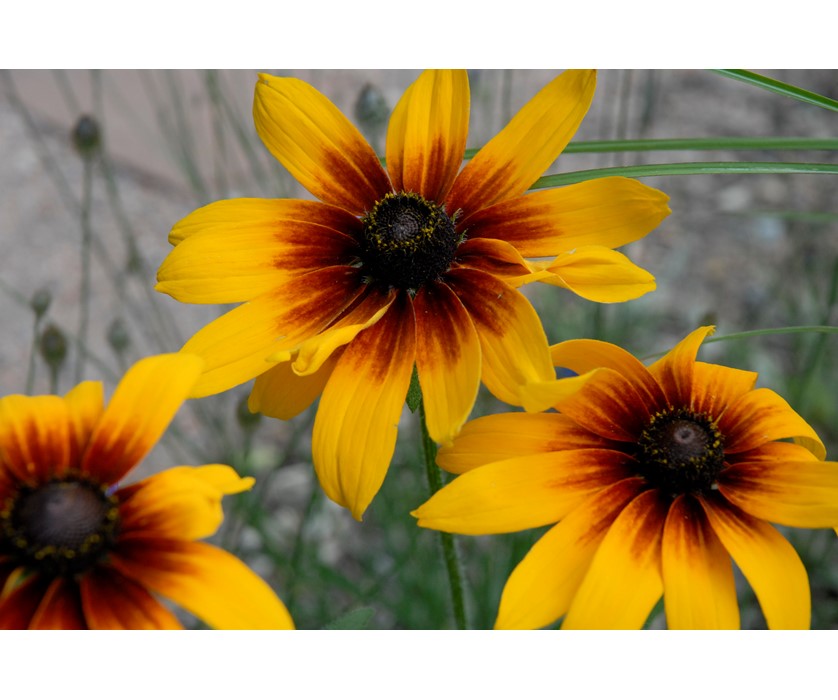 Black-eyed Susan